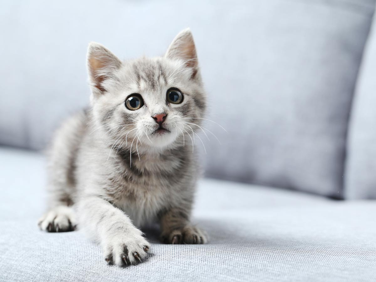 猫 を 飼う 準備 マンション