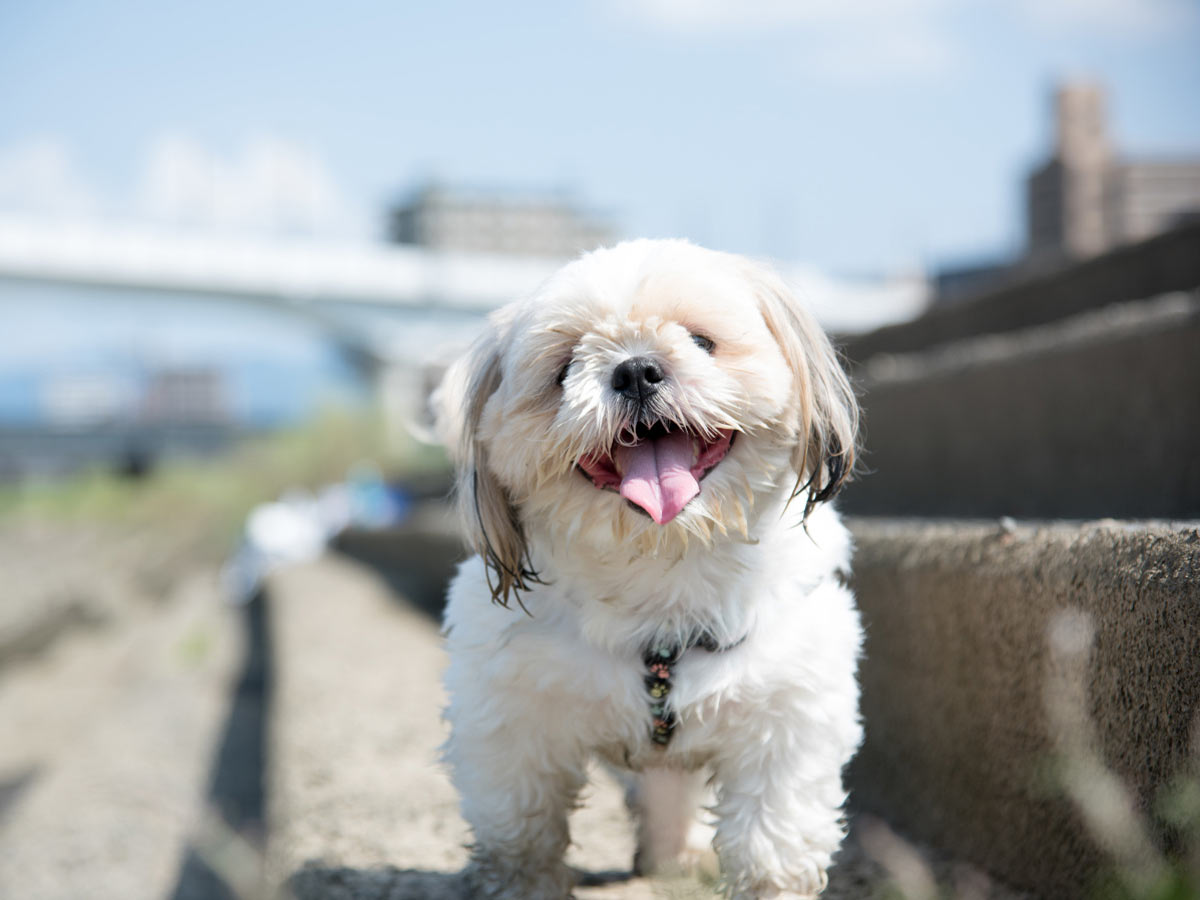 マンションで犬と暮らす 快適な生活のためのポイント